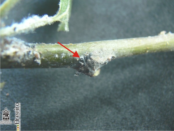 Pulgon lanigero - Wooly aphid - Peral lanixero >> Eriosoma lanigerum - Orificio de emergencia.jpg